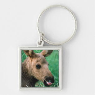 moose, Alces alces, calf lying in grass, Kenai Key Ring