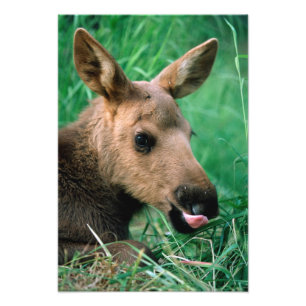 moose, Alces alces, calf lying in grass, Kenai Photo Print