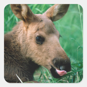 moose, Alces alces, calf lying in grass, Kenai Square Sticker