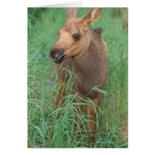 moose, Alces alces, newborn calf stands (Front)