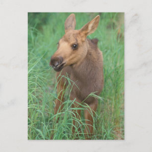 moose, Alces alces, newborn calf stands Postcard