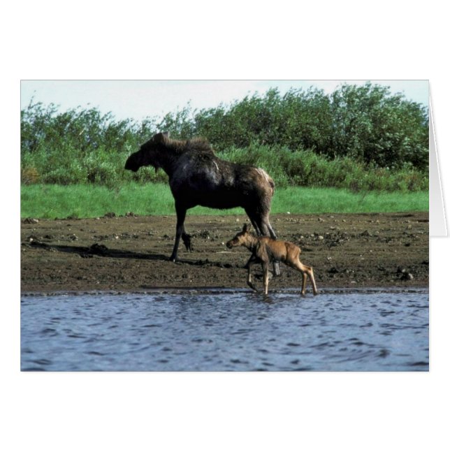 Moose and Calf (Front Horizontal)