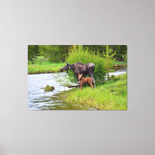 Moose And Calf Colorado River Canvas Print