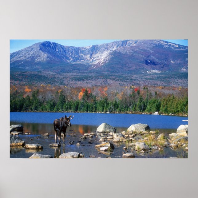 Moose and Mount Katahdin Poster (Front)