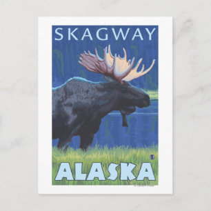 Moose at Night - Skagway, Alaska Postcard