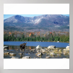 Moose at Sandy Stream Pond Poster