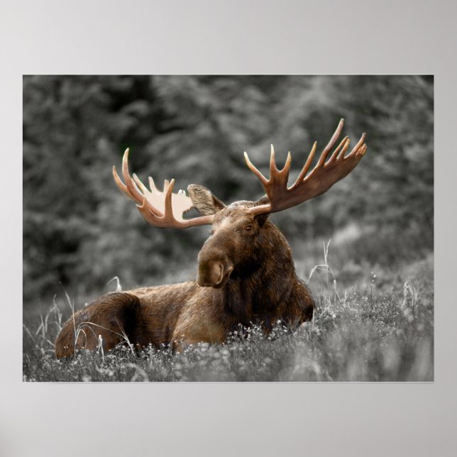 Moose Black White Photo Monochromatic Rustic Poster (Front)