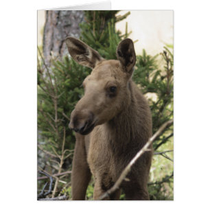 Moose Calf