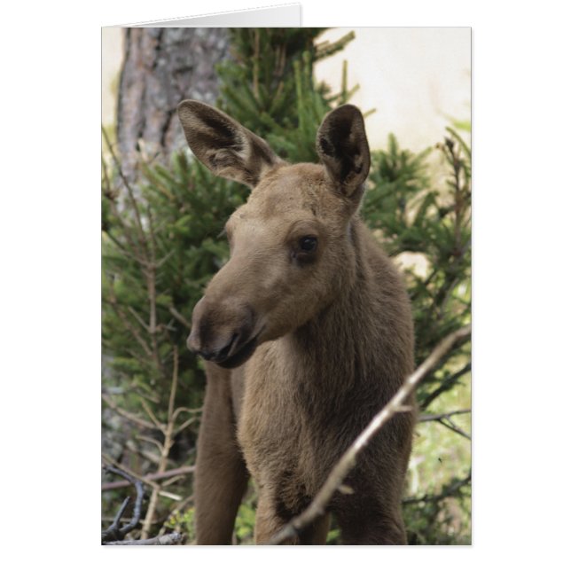 Moose Calf (Front)