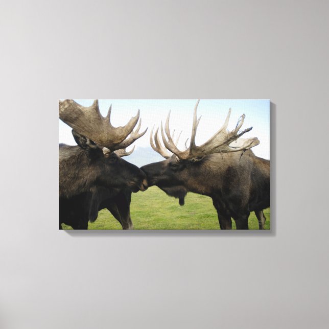 Moose Canvas Print (Front)