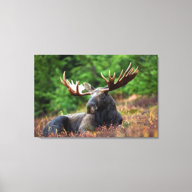 Moose Canvas Print (Front)