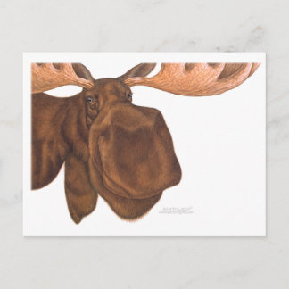 moose_card postcard