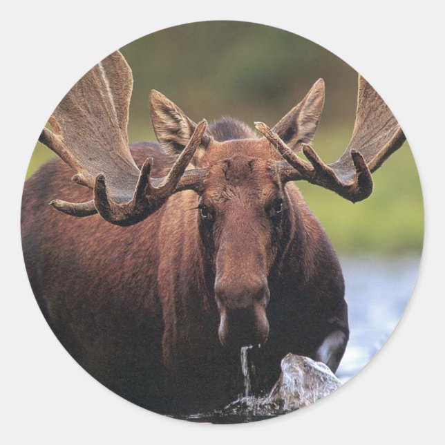 Moose Classic Round Sticker (Front)