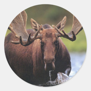 Moose Classic Round Sticker