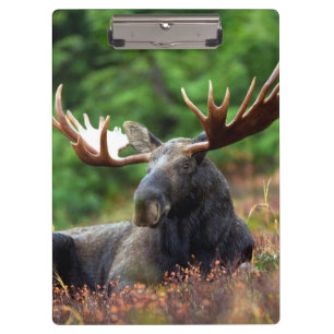 Moose Clipboard