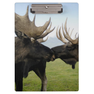 Moose Clipboard