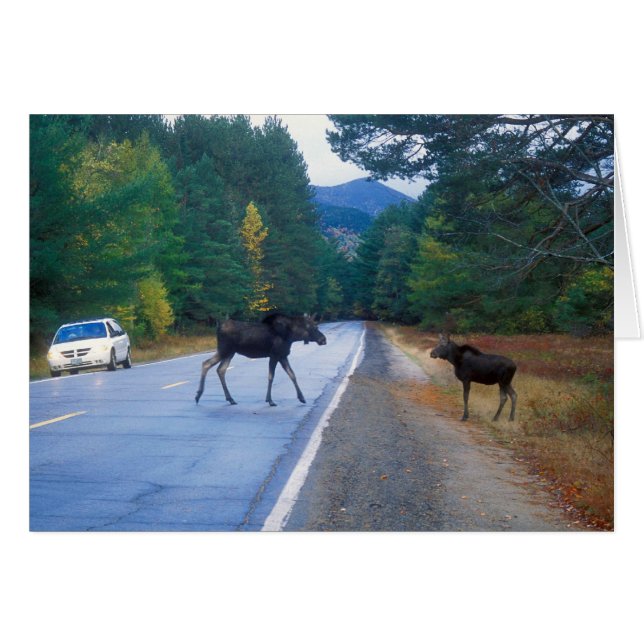Moose Crossing the Kancamagus Highway (Front Horizontal)