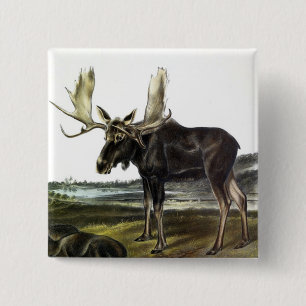 Moose Deer (Moose - Alces alces) by Audubon 15 Cm Square Badge