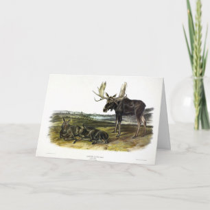 Moose Deer (Moose - Alces alces) by Audubon Card