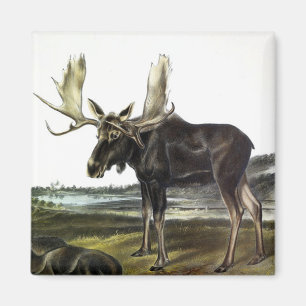 Moose Deer (Moose - Alces alces) by Audubon Magnet