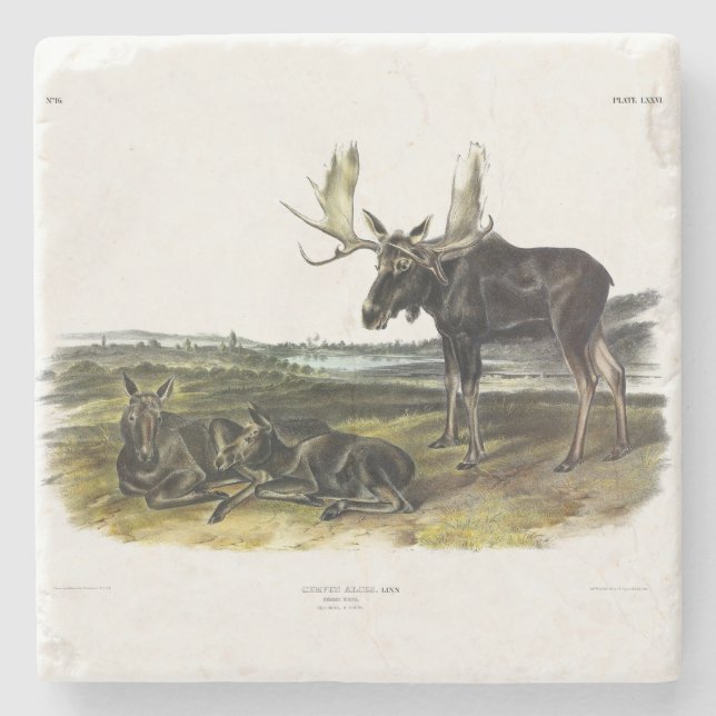 Moose Deer (Moose - Alces alces) by Audubon Stone Coaster (Front)