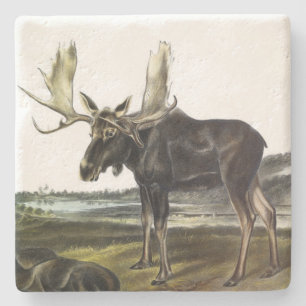 Moose Deer (Moose - Alces alces) by Audubon Stone Coaster