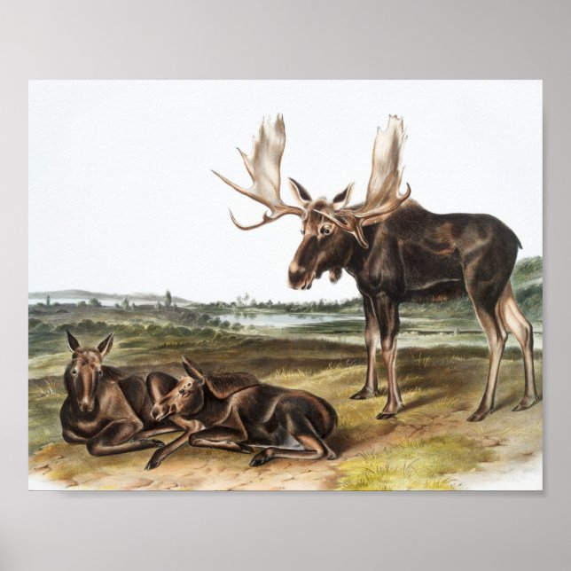 Moose Deer (Servus alces) Illustration Poster (Front)