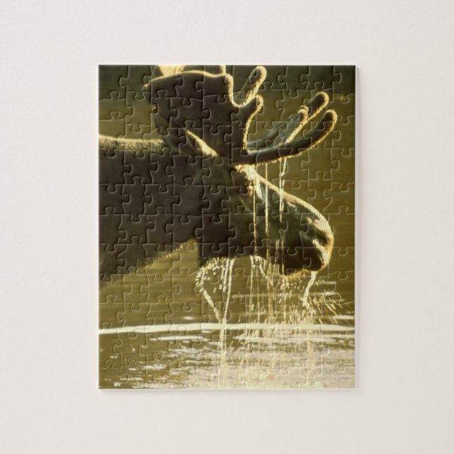 Moose Dipping His Head Into Water Jigsaw Puzzle (Vertical)