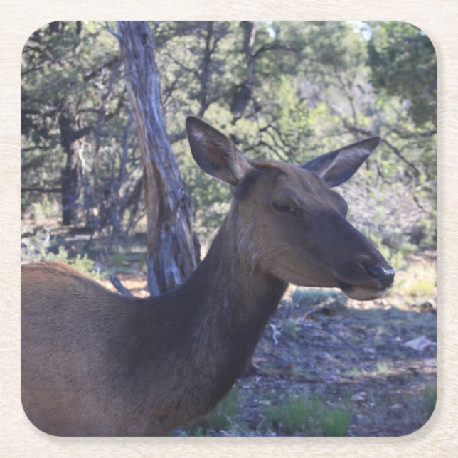 Moose Drink Coaster (Front)