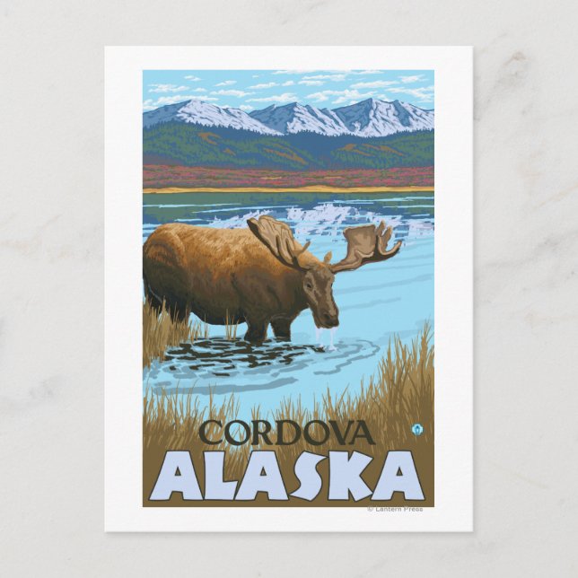 Moose Drinking at Lake - Cordova, Alaska Postcard (Front)