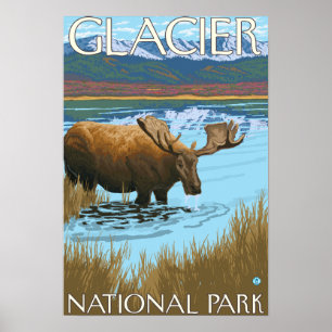 Moose Drinking at Lake - Glacier National Park, Poster