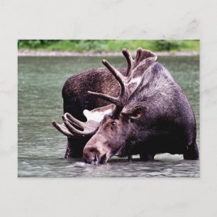 Moose Drinking Postcard