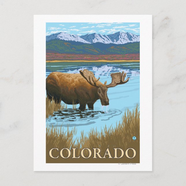 Moose DrinkingColorado Postcard (Front)