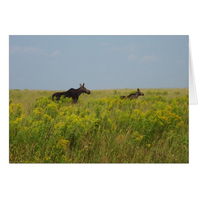 Moose Family (Front Horizontal)