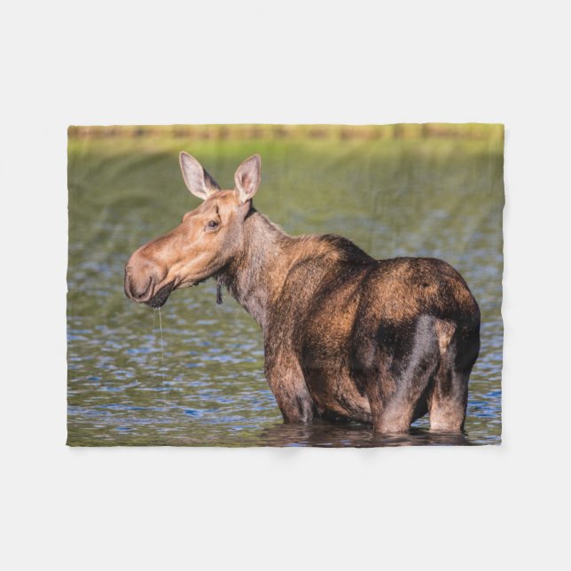 Moose Feeding in Glacier National Park, Montana Fleece Blanket (Front (Horizontal))