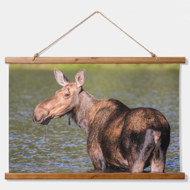 Moose Feeding in Glacier National Park, Montana Hanging Tapestry (Front)