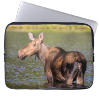 Moose Feeding in Glacier National Park, Montana