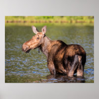 Moose Feeding in Glacier National Park, Montana