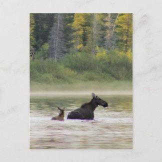 Moose for a swim postcard