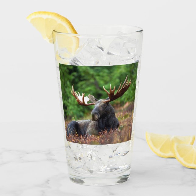 Moose Glass (Front Ice)