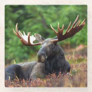 Moose Glass Coaster