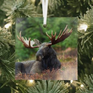 Moose Glass Tree Decoration