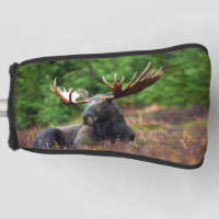 Moose