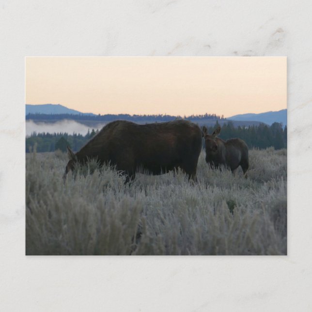 Moose Grazing at Sunrise at Grand Teton Postcard (Front)