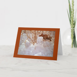 Moose in Alaska Blank Greeting Card