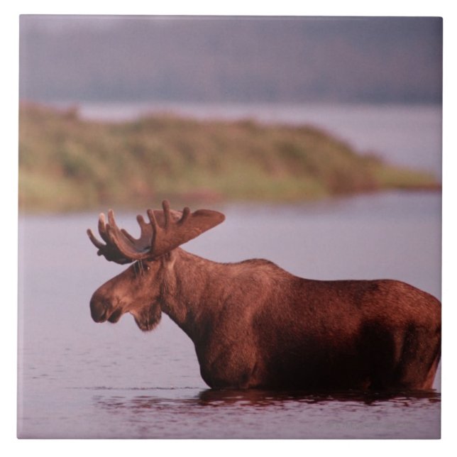 Moose in Lake Tile (Front)