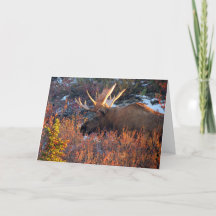 Moose in the Mornin'