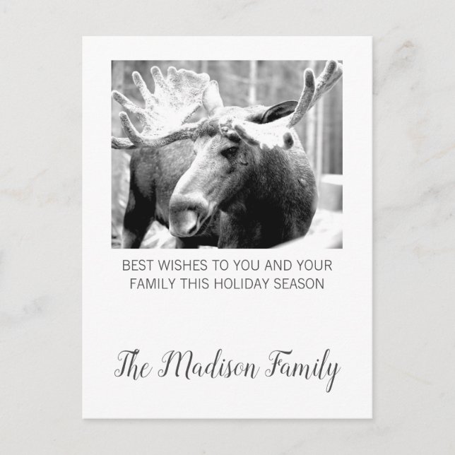 Moose In Winter Snow Christmas Greeting Holiday Postcard (Front)