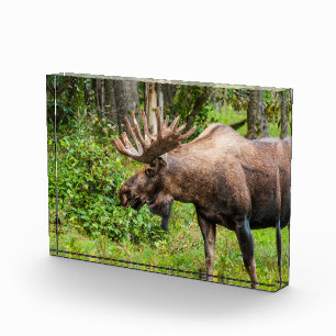 Moose   Kenai Peninsula, Alaska Photo Block