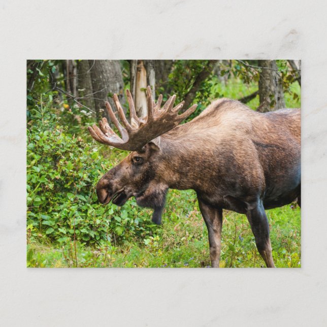 Moose | Kenai Peninsula, Alaska Postcard (Front)